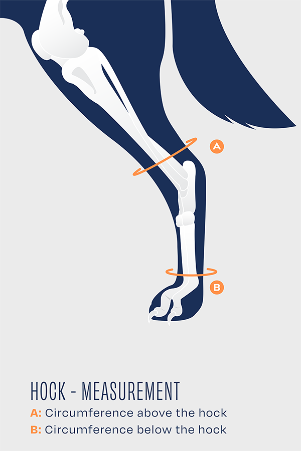 Advanced Hock Plus