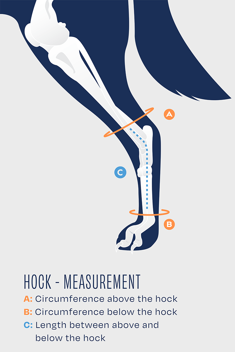 Hock – Hock Brace