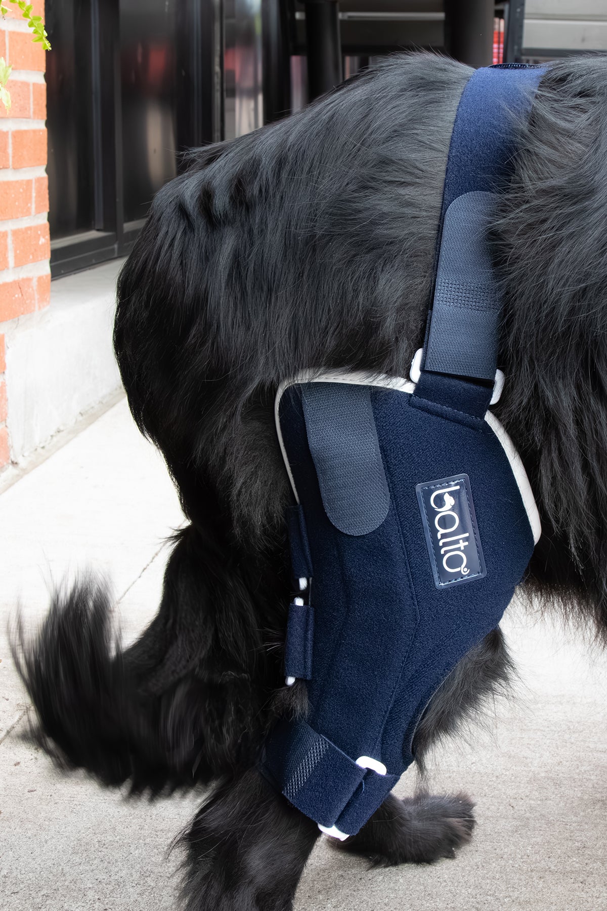 Canine ccl outlet brace