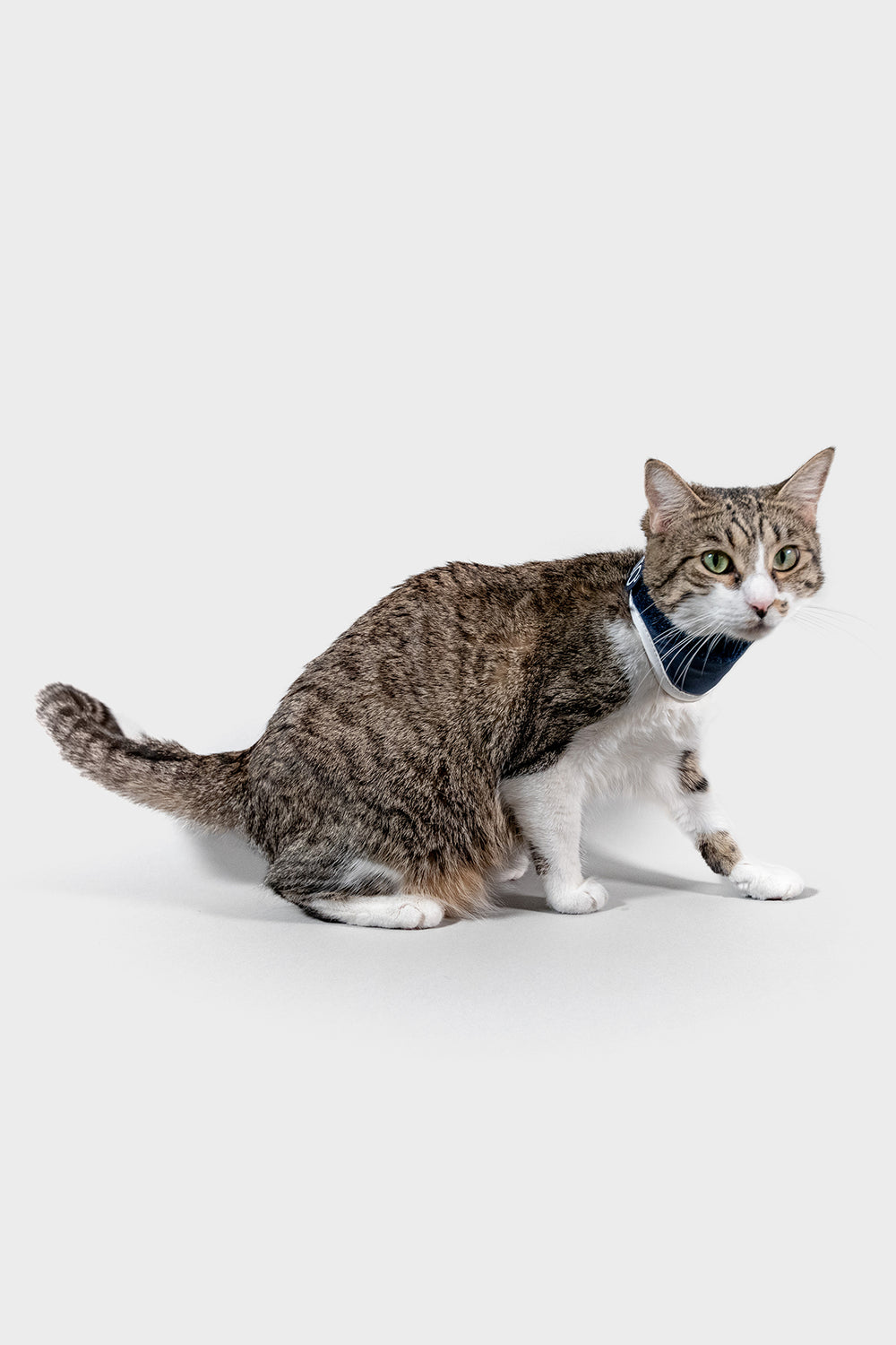 neck brace for feline