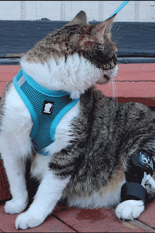 cat wearing balto hock brace