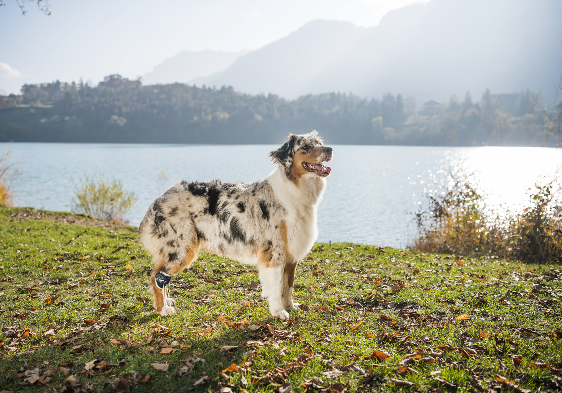 Australian Shepherd in Balto pull brace on back leg in grass and leaves next to a lake and mountains