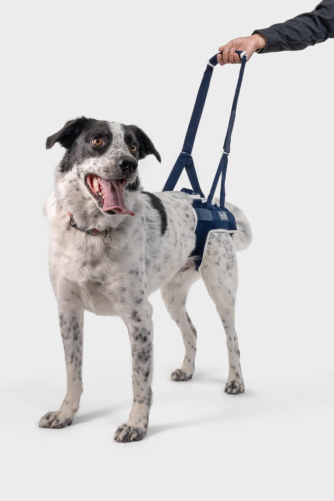 balto up hip brace for canines view of dog wearing brace