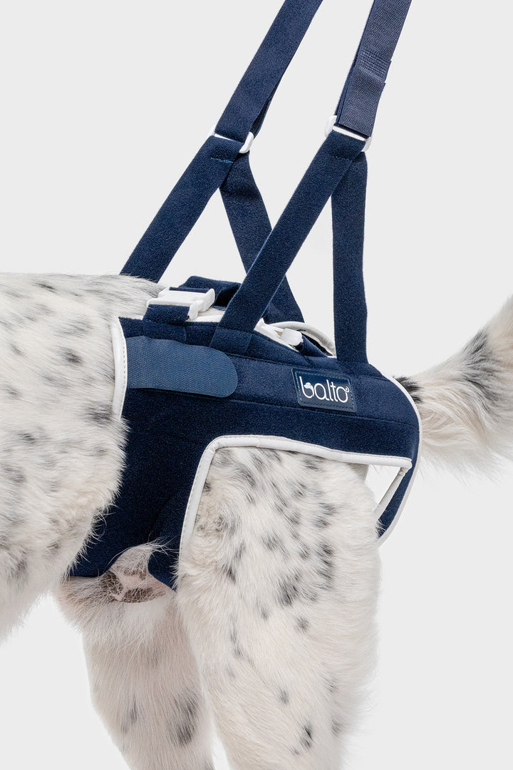 close up view balto up hip brace for canines