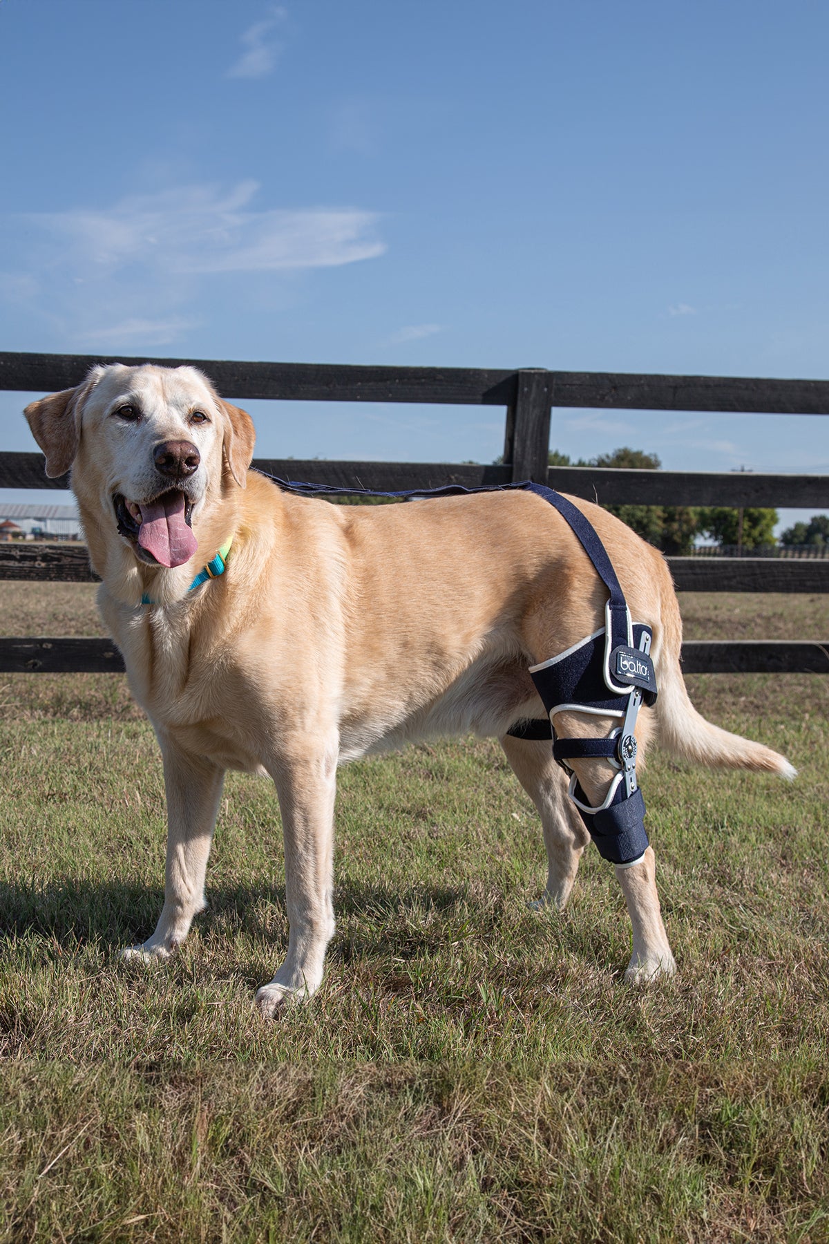 Hinged knee brace outlet for dogs