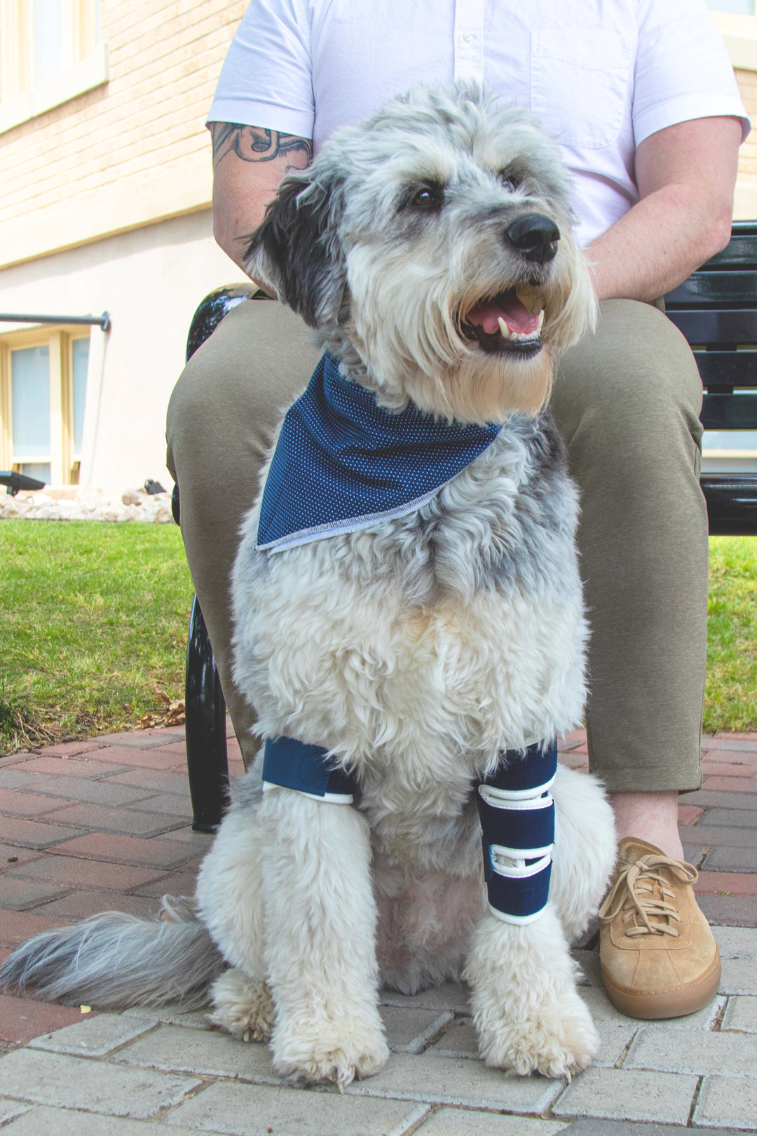 balto soft brace for canine elbow support dog sititng and wearing brace