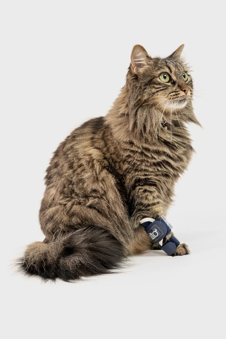 Cat Orthotics Splint Cat – Carpal/Metatarsal Laxity Splint for Felines | Balto® USA