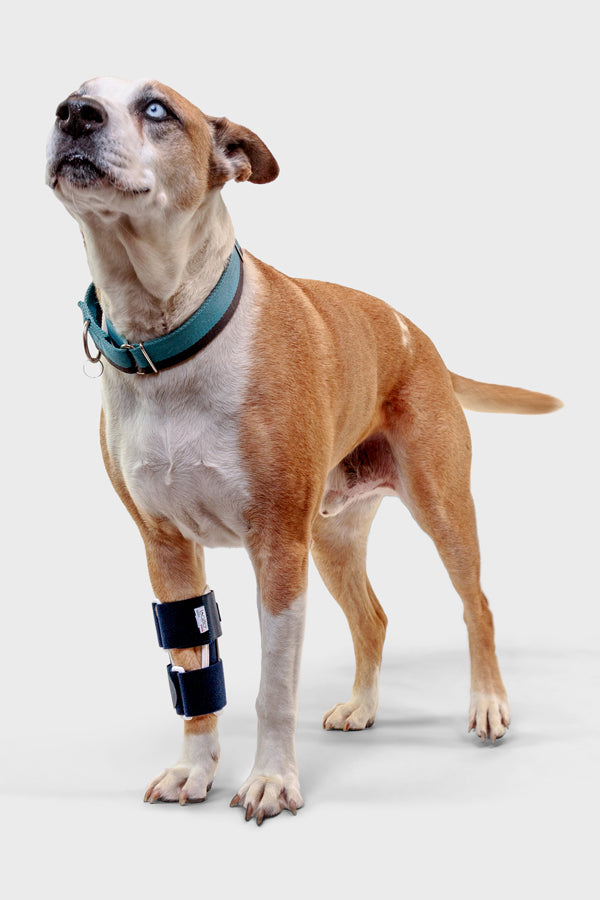 balto bone brace orthopedic bracing for canine