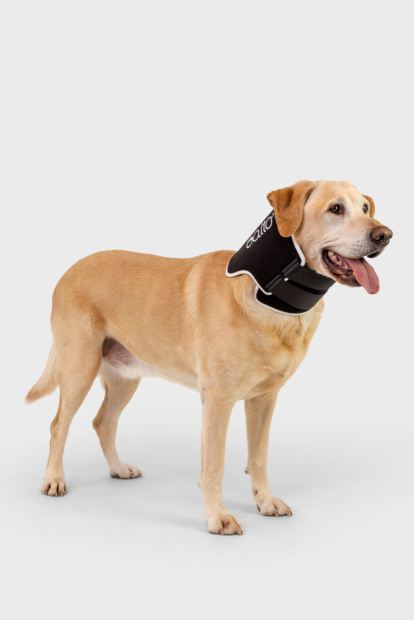 Greyhounds Icon Greyhound Cone Of Shame Dog Donut Collar After