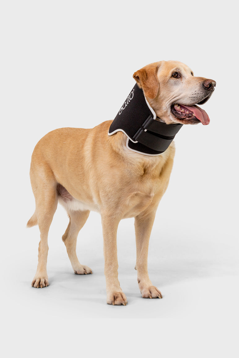 Balto® Neck Eco – Veterinary Dog E-Collar Alternative Balto® USA