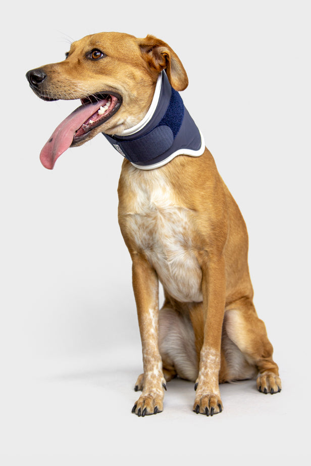 Balto® Neck Dog Brace – Rigid Cervical Spine Support Balto® USA
