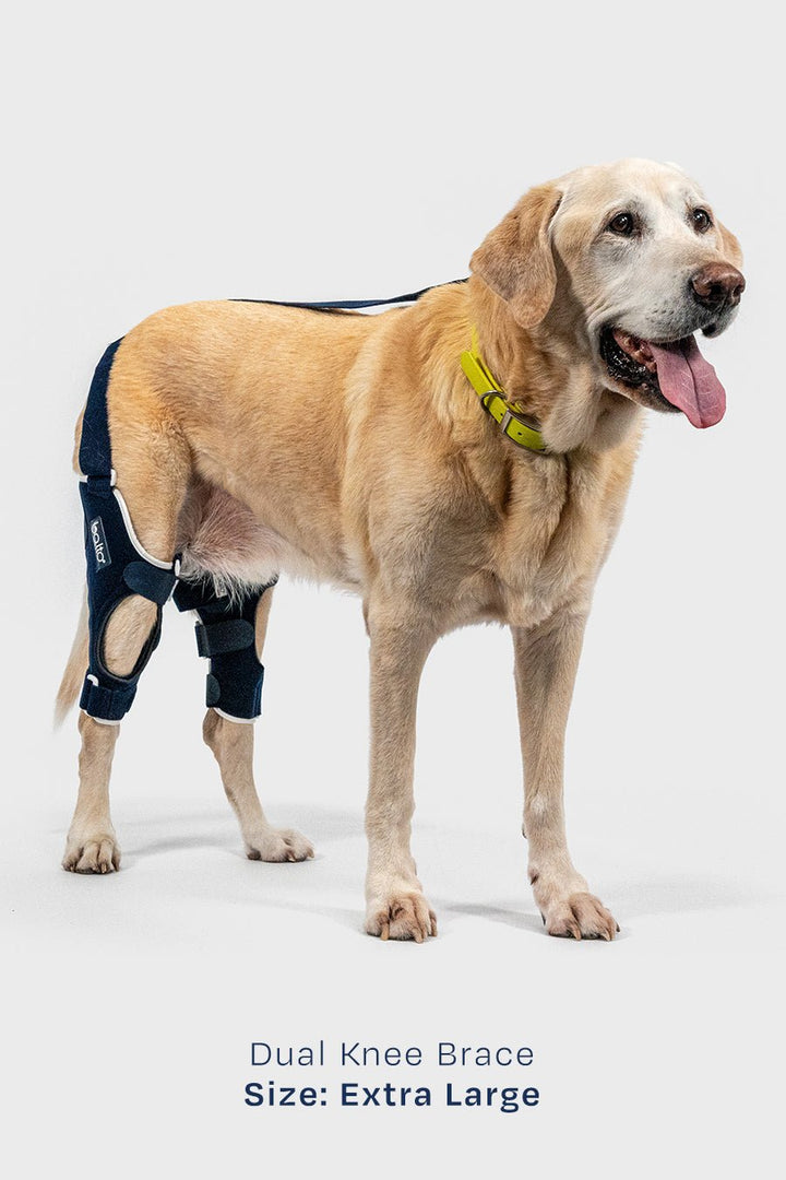 Dual Knee Brace