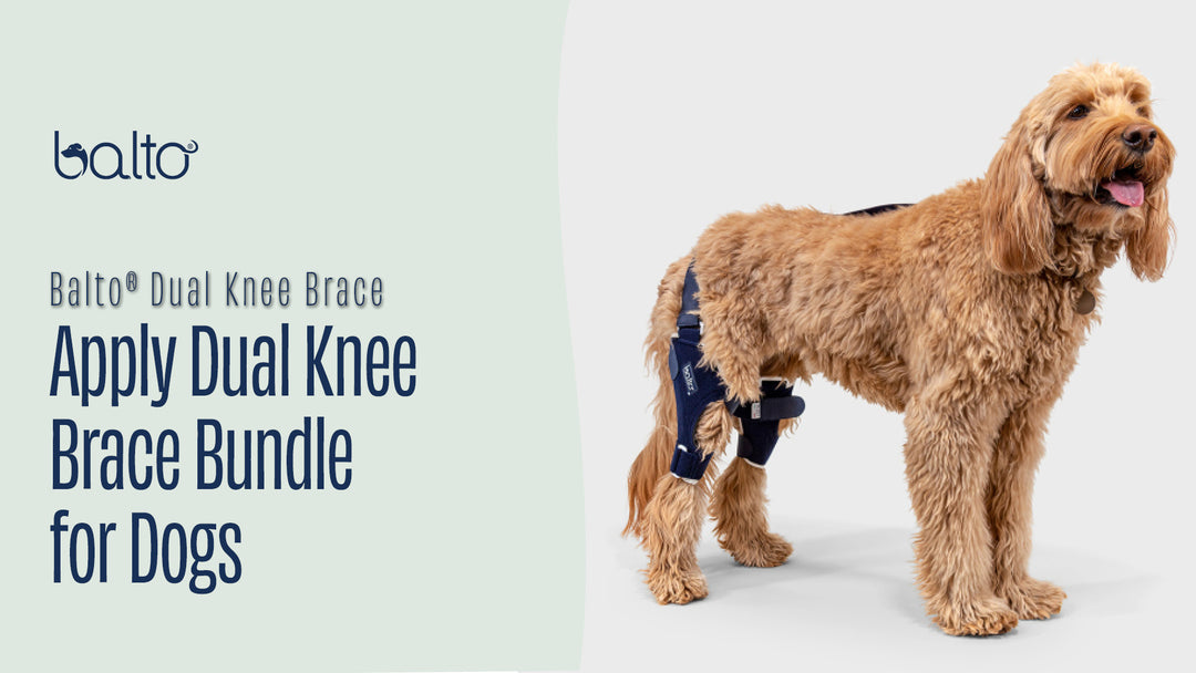 Dual Knee Brace