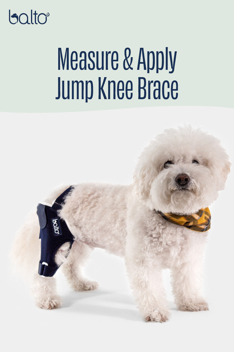 Balto® Jump Dog Knee Brace – Vet Approved CCL Support | Balto® USA