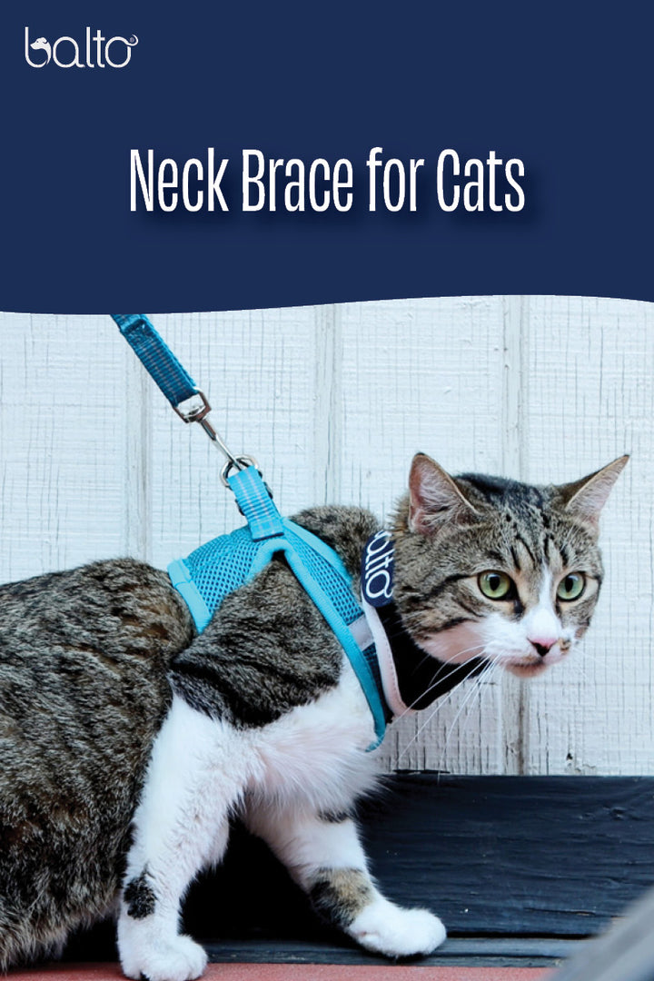 neck brace feline video