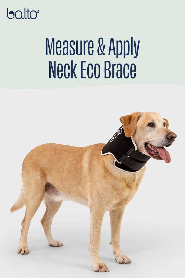 Neck Eco – E-Collar Alternative