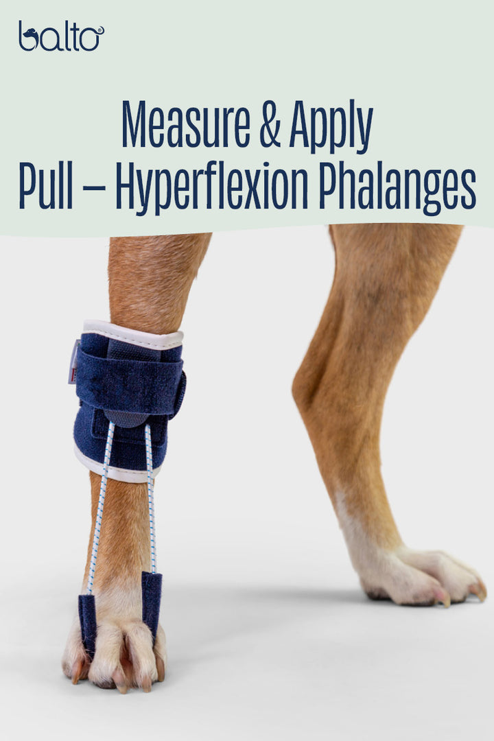 Pull – Brace for Hyperflexion Phalanges