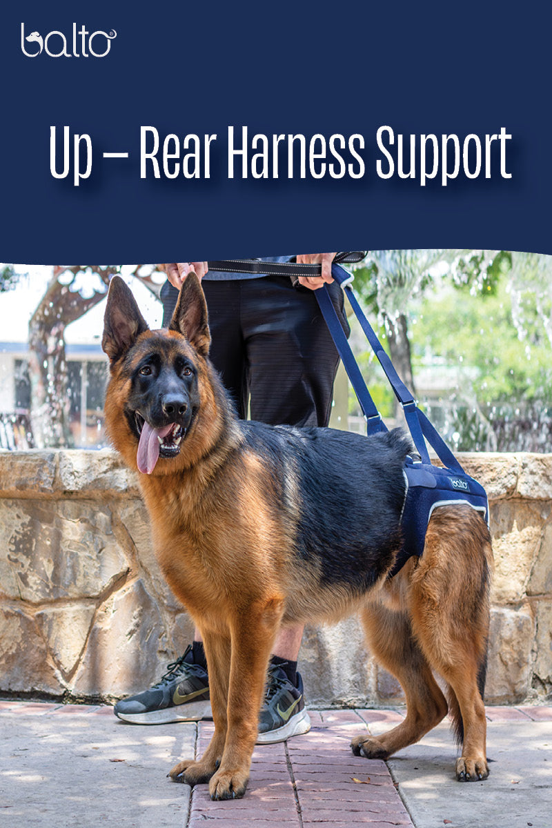 Best Rear Support Harness for Dogs: Top Picks for Comfort & Safety