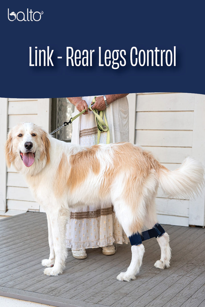 Link - Rear Legs Control