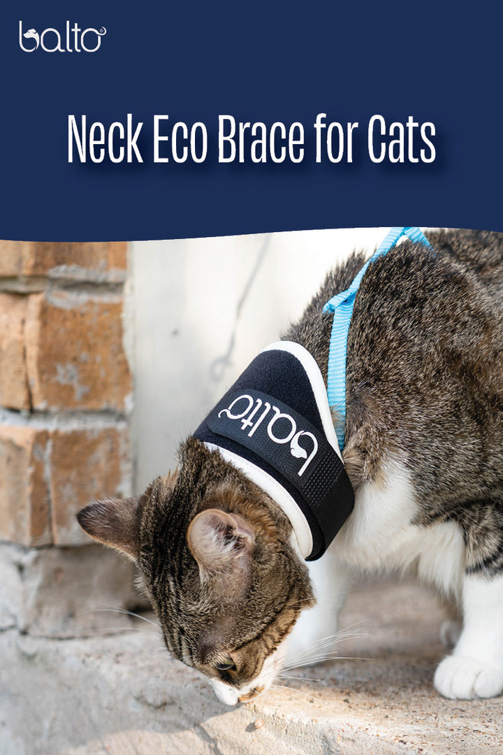 Neck Eco Cat – E-Collar Alternative for Felines