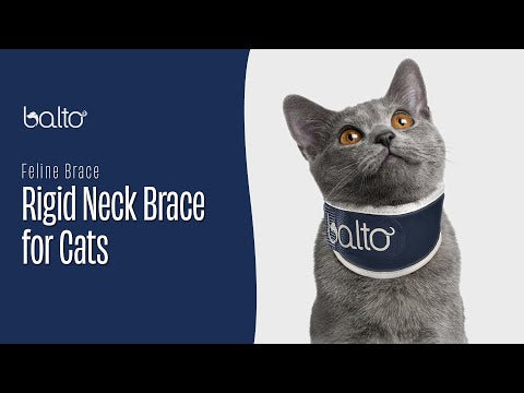neck brace feline video