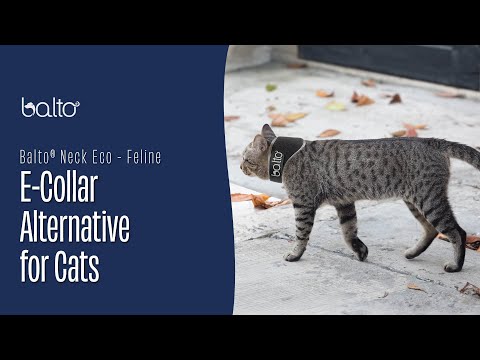 Balto Neck Eco Cat – E-Collar Alternative for Felines