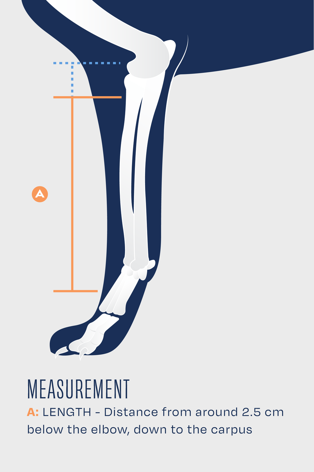 size guide for balto bone measurement guide