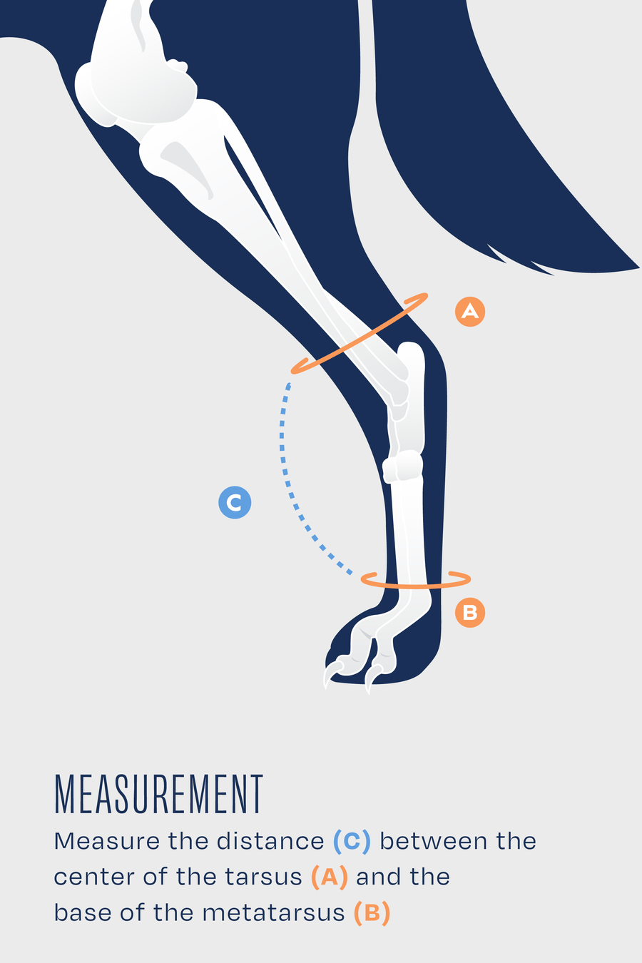 size guide for balto flexor measurement guide