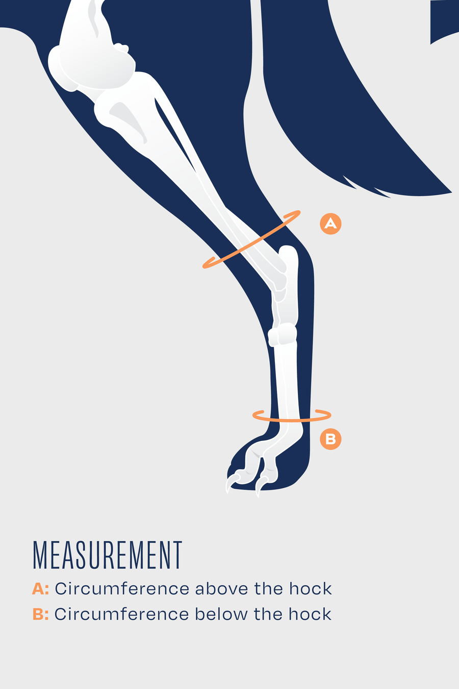 size guide for balto hock measurement guide