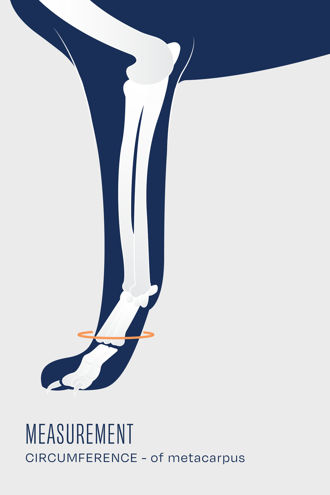 size guide for balto joint measurement guide