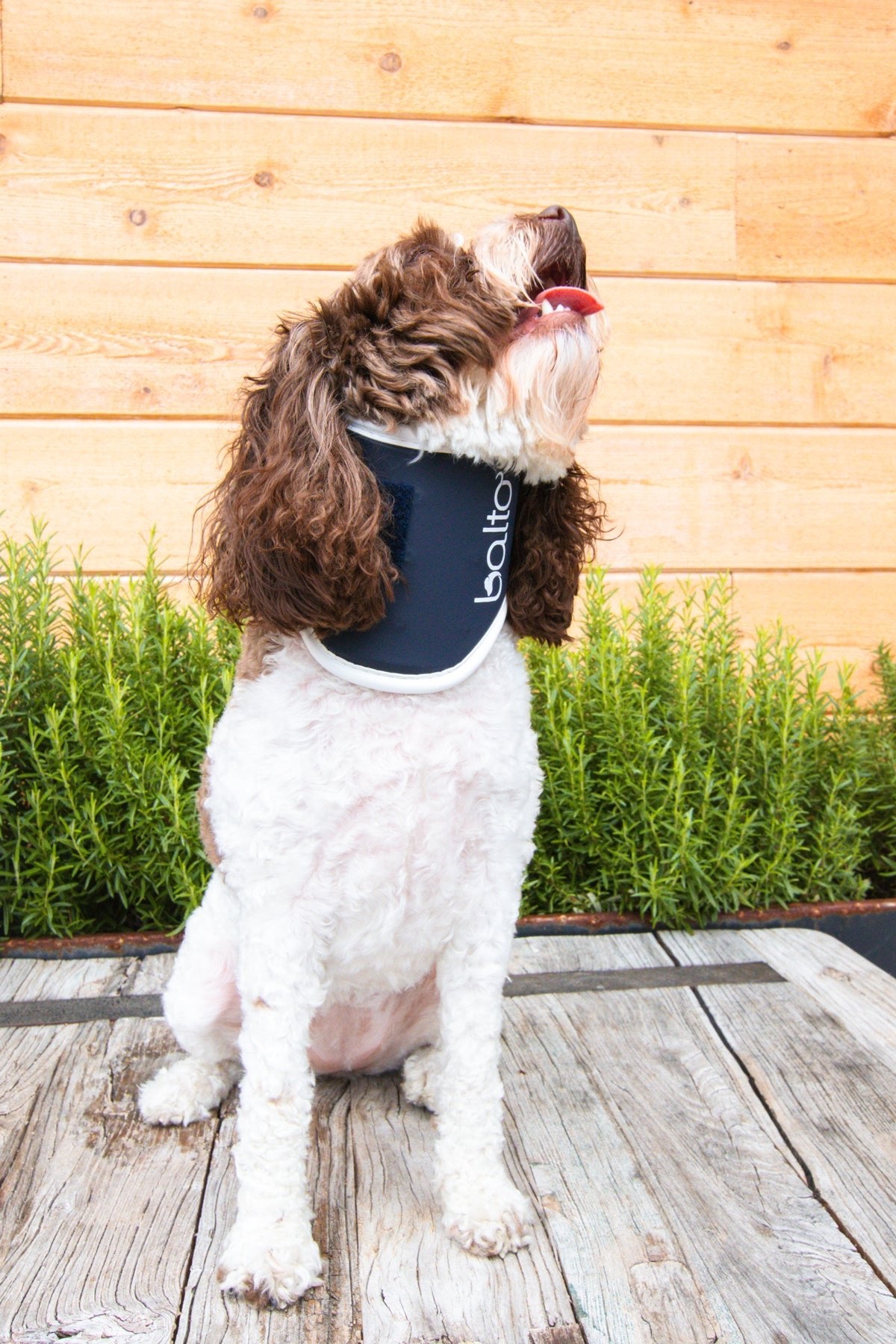 Dog neck deals brace collar