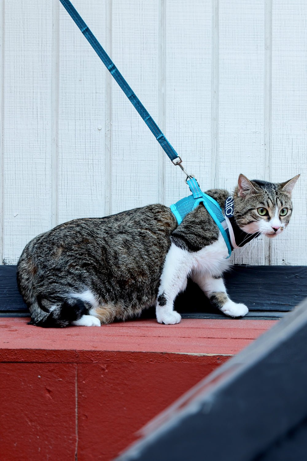 Balto® Neck Cat – Rigid Neck Brace for Felines
