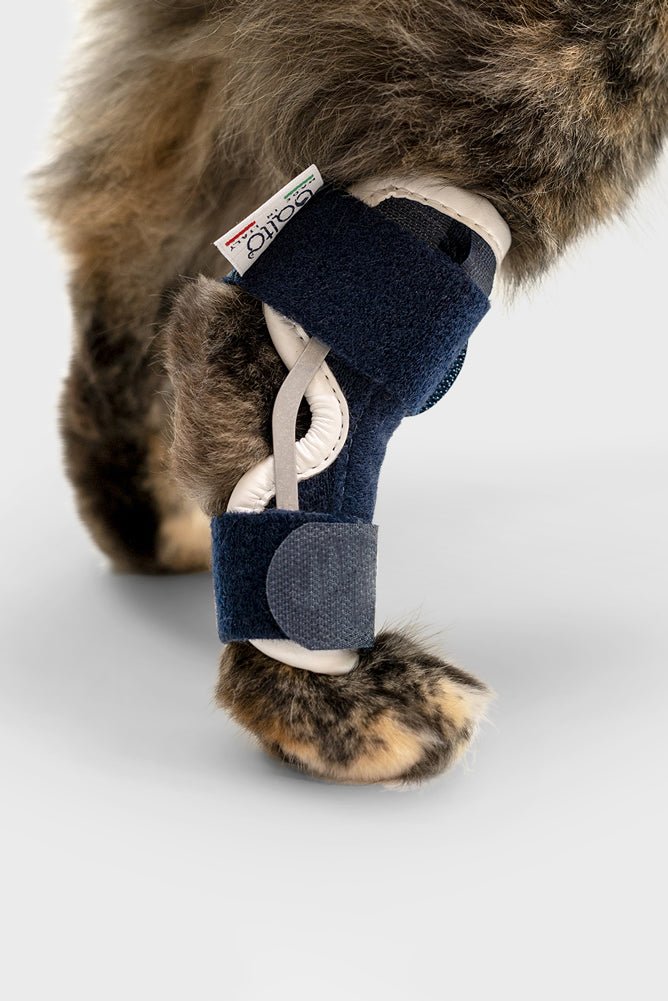 cat back injury treatment