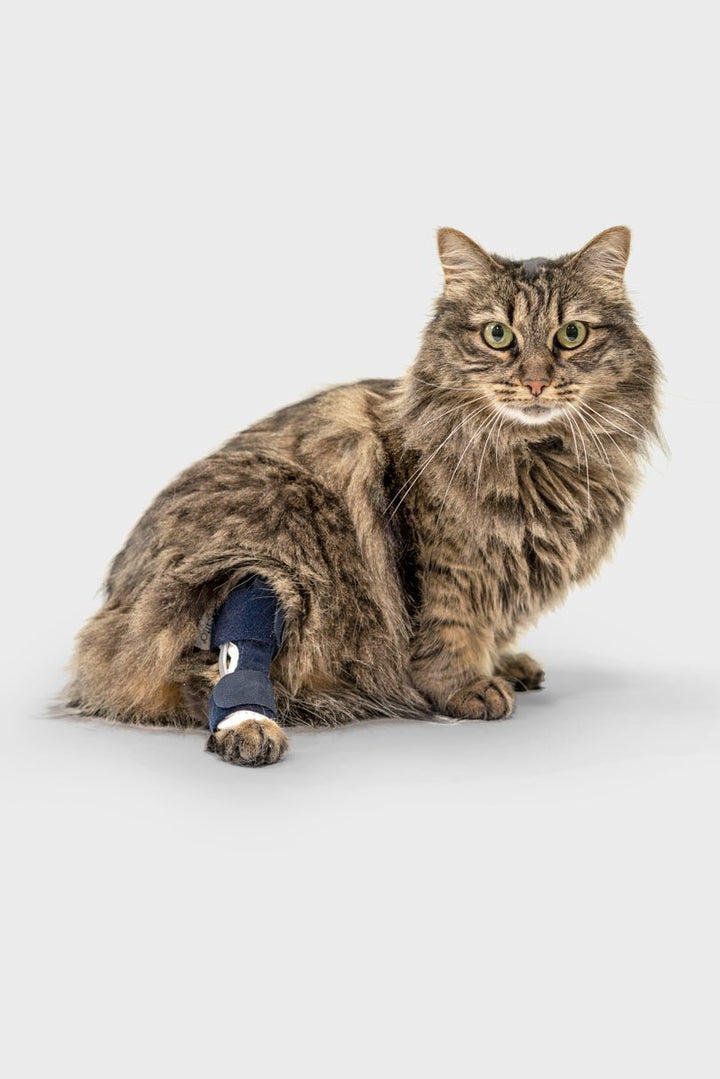 Cat Orthotics Hock Cat – Hock Brace for Felines | Balto® USA