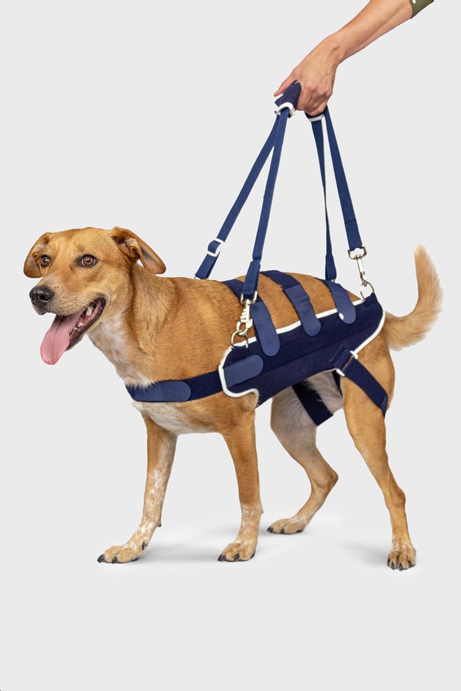 balto body lift brace for canine