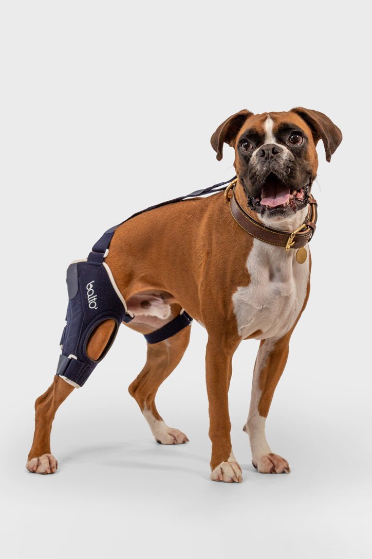 Dog knee brace instructions 
