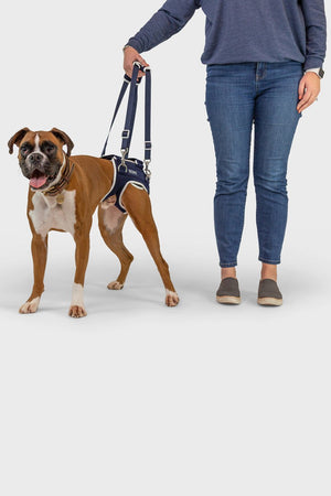 Dog hip discount brace australia